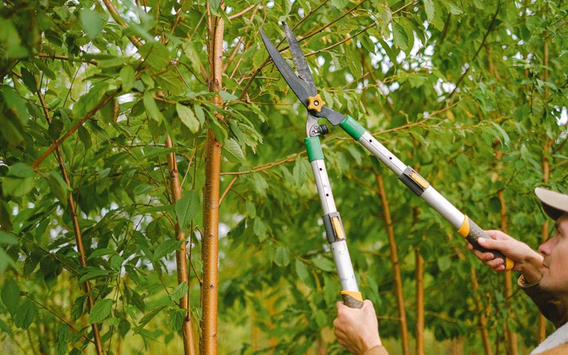 Tree trimming in Parksley, VA