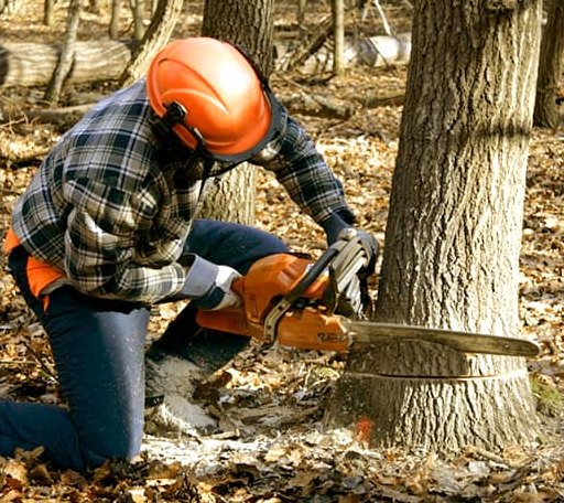 Tree Removal in Parksley, VA